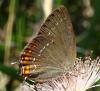Satyrium ilicis